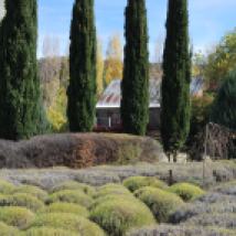 Lavender fields in Autumn Lavandula Daylesord Victoria Australia